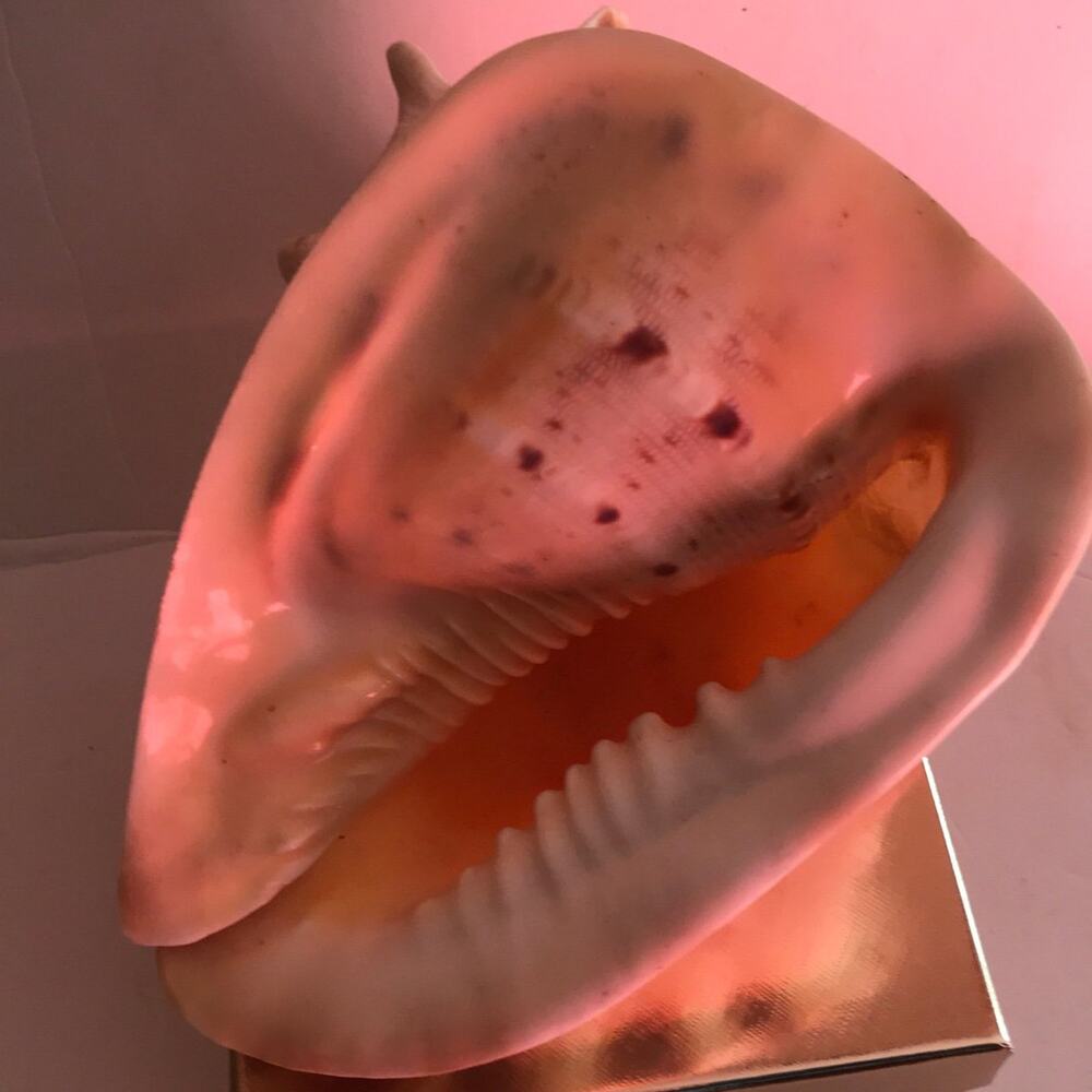 Beautiful Conk Shell - Picture 5 of 6